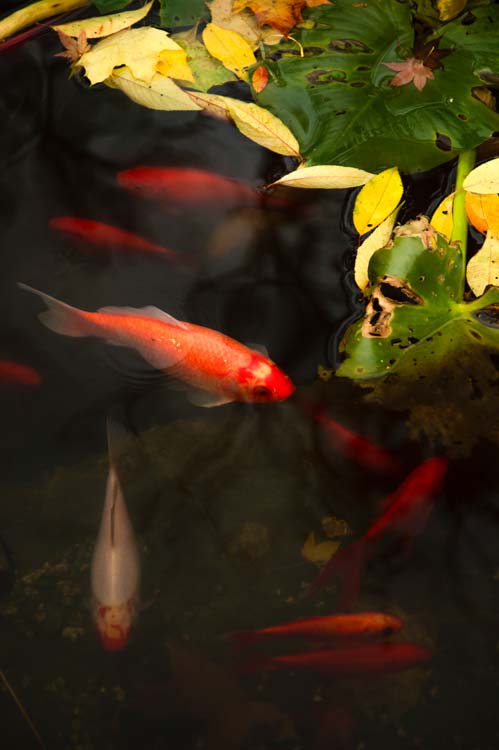 Drifting Fish